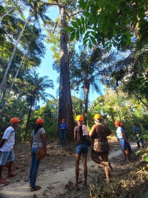 O Instituto de Desenvolvimento Agropecuário e Florestal Sustentável do Estado do Amazonas (Idam) capacitou, neste ano, 272 extrativistas que atuam nas cadeias produtivas da borracha, castanha da Amazônia e óleos vegetais. A iniciativa faz parte do projeto Paisagens Sustentáveis da Amazônia (ASL Brasil), vinculado à Conservação Internacional Brasil (CI-Brasil).