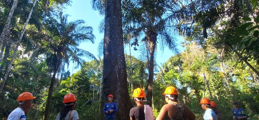 O Instituto de Desenvolvimento Agropecuário e Florestal Sustentável do Estado do Amazonas (Idam) capacitou, neste ano, 272 extrativistas que atuam nas cadeias produtivas da borracha, castanha da Amazônia e óleos vegetais. A iniciativa faz parte do projeto Paisagens Sustentáveis da Amazônia (ASL Brasil), vinculado à Conservação Internacional Brasil (CI-Brasil).